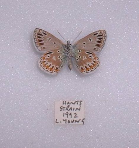 Polyommatus icarus male (common blue aberration verso) Internet Image property of respective owner, non-commercial use only